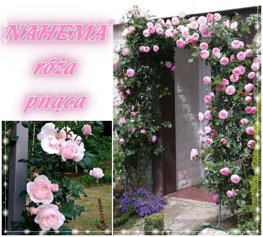 Nahema róże pnące